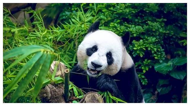 松夫人一盒香烟接着说一番话让她激动不已麻将胡了试玩平台1972年周恩来送尼克(图3)