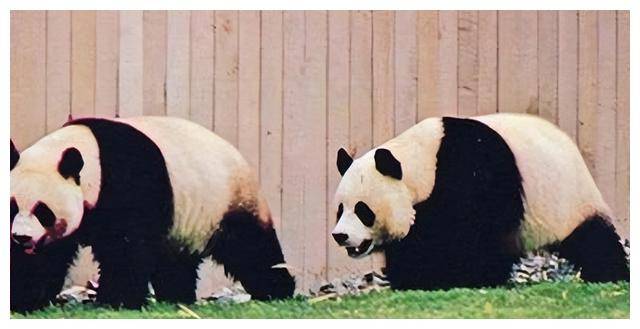 松夫人一盒香烟接着说一番话让她激动不已麻将胡了试玩平台1972年周恩来送尼克(图5)