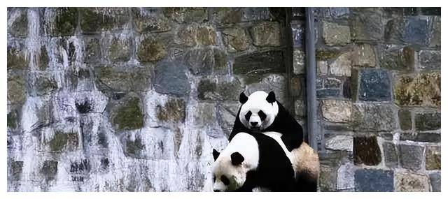 松夫人一盒香烟接着说一番话让她激动不已麻将胡了试玩平台1972年周恩来送尼克(图7)