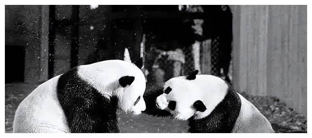 松夫人一盒香烟接着说一番话让她激动不已麻将胡了试玩平台1972年周恩来送尼克(图8)