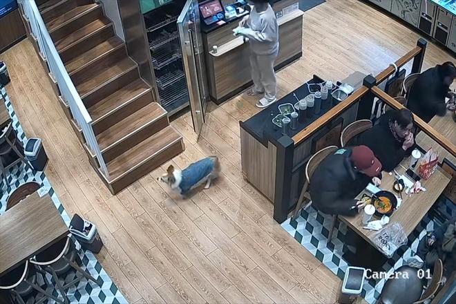 被劝阻后诬陷商家引发网络暴力!麻将胡了2女子吃麻辣烫放狗店内(图2) 被劝阻后诬陷商家引发网络暴力!麻将胡了2女子吃麻辣烫放狗店内(图2)