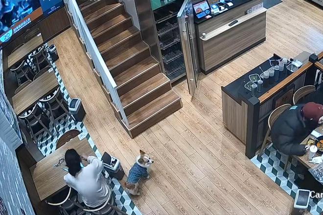 被劝阻后诬陷商家引发网络暴力!麻将胡了2女子吃麻辣烫放狗店内(图6) 被劝阻后诬陷商家引发网络暴力!麻将胡了2女子吃麻辣烫放狗店内(图6)