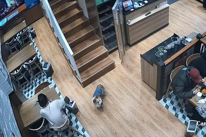 被劝阻后诬陷商家引发网络暴力!麻将胡了2女子吃麻辣烫放狗店内(图8) 被劝阻后诬陷商家引发网络暴力!麻将胡了2女子吃麻辣烫放狗店内(图8)