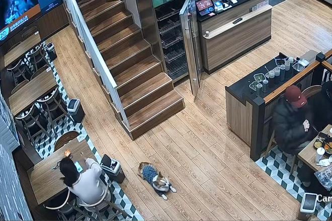 被劝阻后诬陷商家引发网络暴力!麻将胡了2女子吃麻辣烫放狗店内(图11) 被劝阻后诬陷商家引发网络暴力!麻将胡了2女子吃麻辣烫放狗店内(图11)