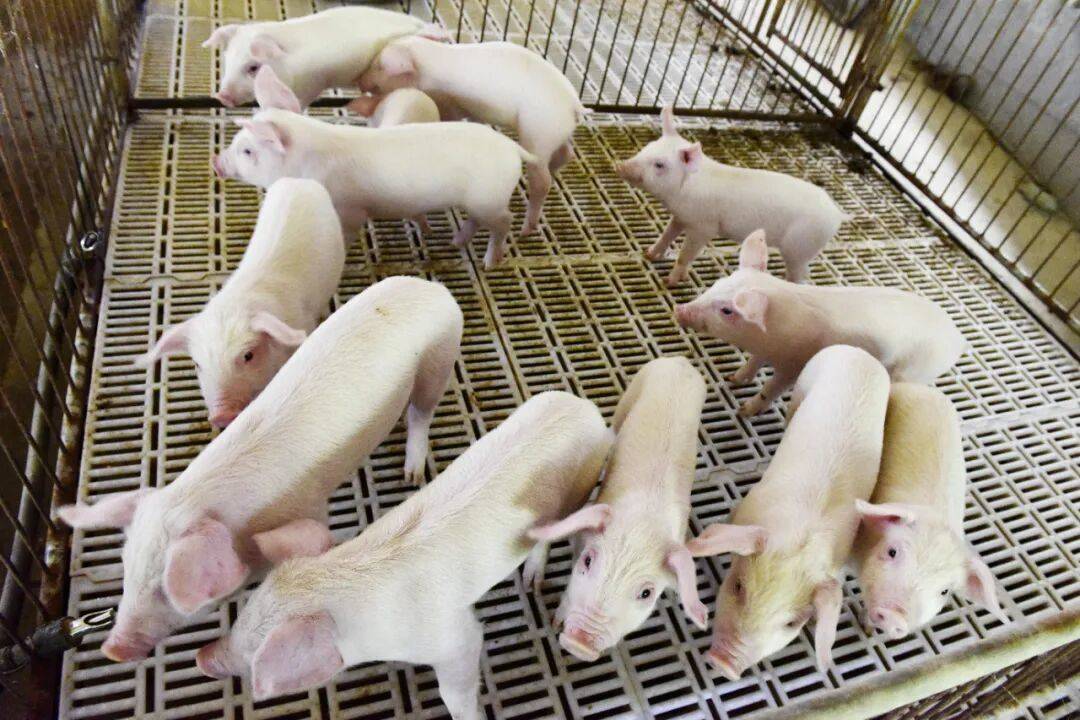 传统冻品项目；新天力IPO顺利过会麻将胡了试玩模拟器安井食品叫停四个(图5)